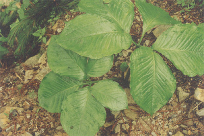 天南星-+色谱世界