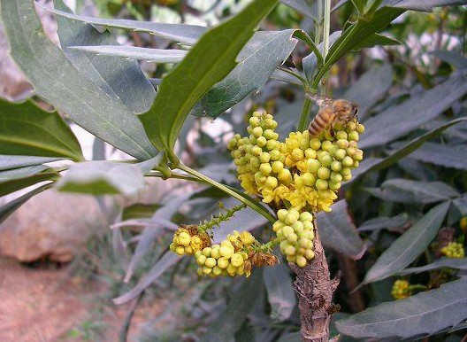 功劳木 - 色谱世界