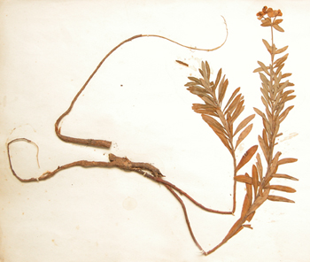 京大戟 - 色谱世界