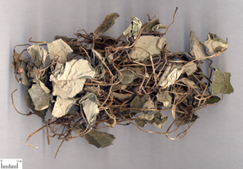 连钱草 - 色谱世界