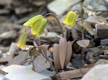 川贝母 - 色谱世界