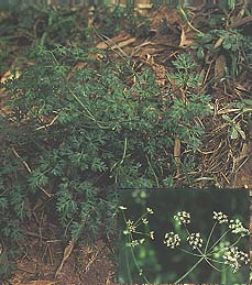 明党参 - 色谱世界