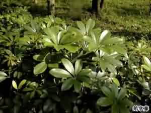 七叶莲图片