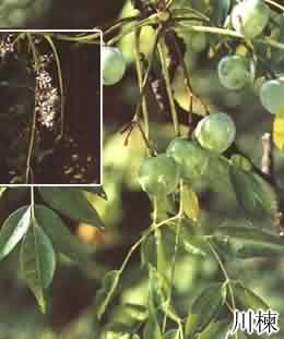 ������л�����������ר���л���