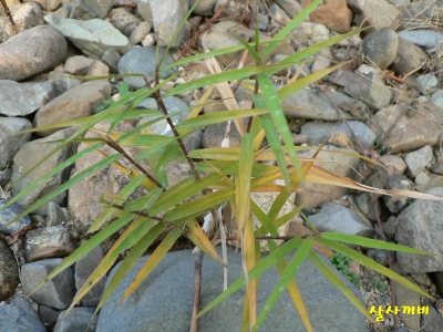 龙常草 [图] - 色谱世界