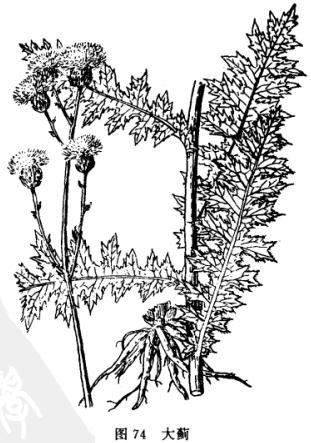 蓟有什么成语_蓟草是什么(3)