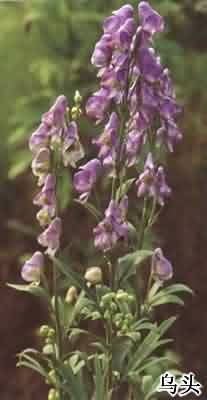 川乌 [图] - 色谱世界